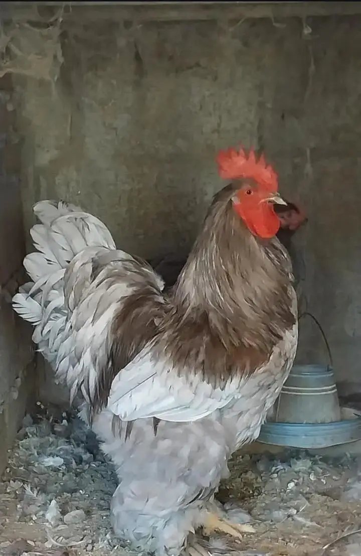 Bantam And Heavy Buff  And Silkie Eggs — photo 7