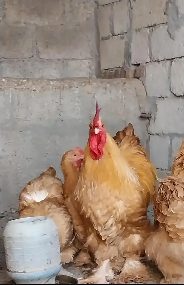Bantam And Heavy Buff  And Silkie Eggs — photo 8