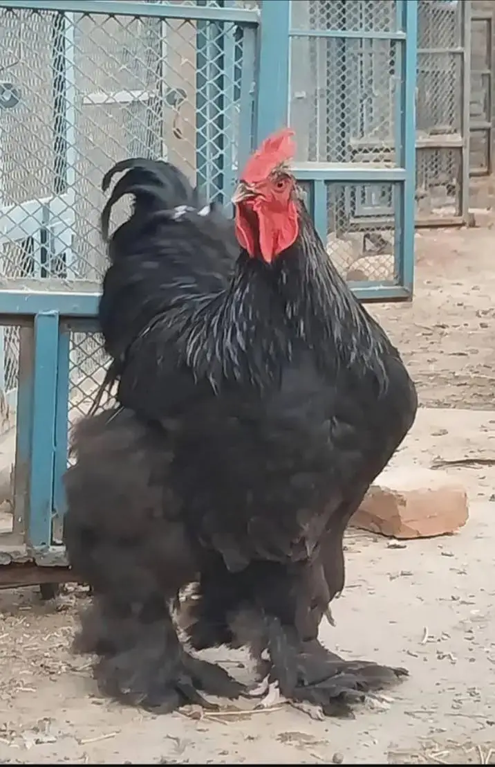 Bantam And Heavy Buff  And Silkie Eggs — photo 9