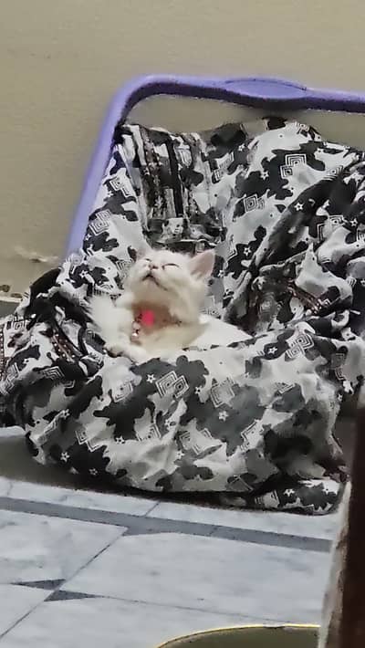persion cat for sale