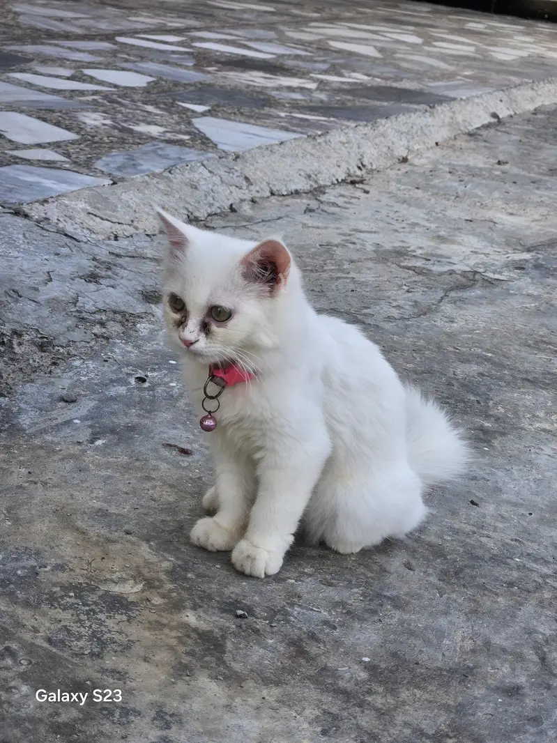 persion cat for sale — photo 2