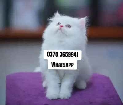 Persian Female kitten for sale