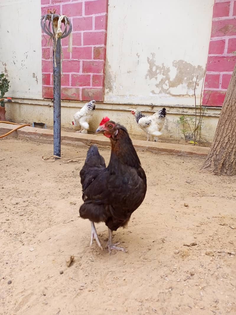 Australorp hen 0