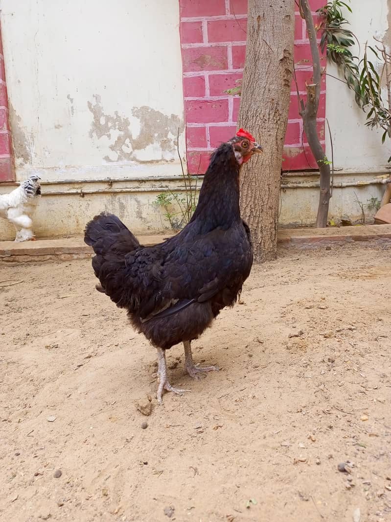 Australorp hen 1