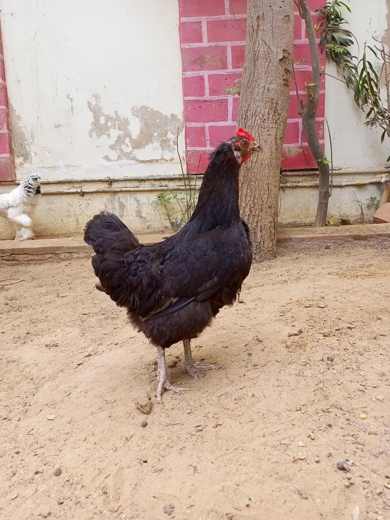 Australorp hen — photo 2