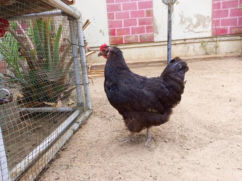 Australorp hen 2