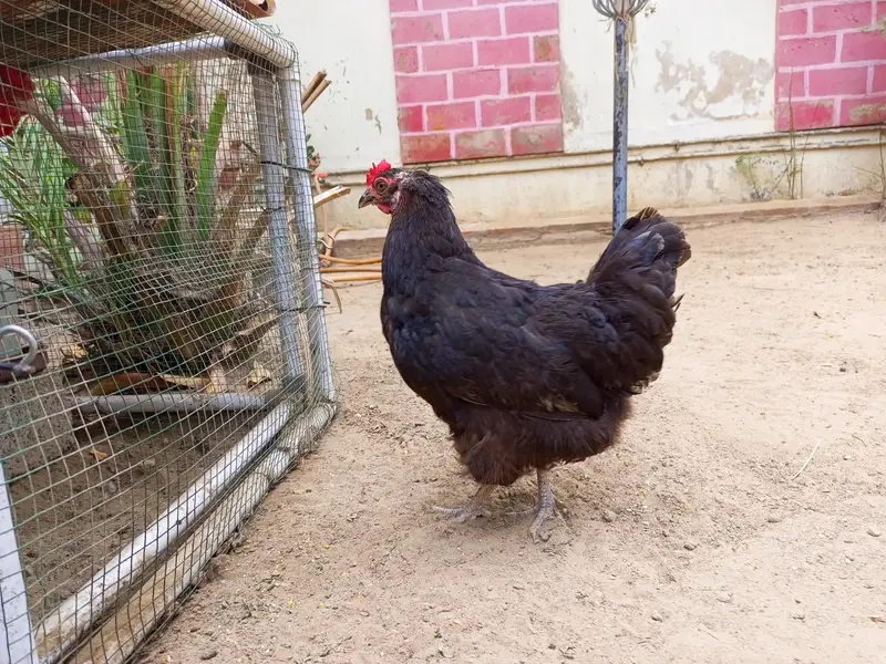 Australorp hen — photo 3