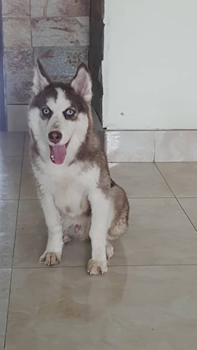 Blue eyes husky home friendly