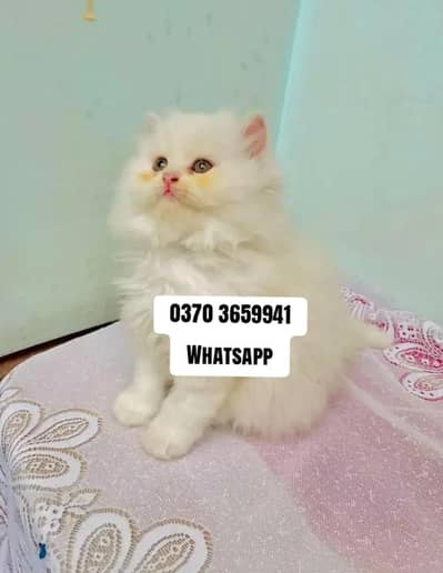 Persian Female kitten for sale