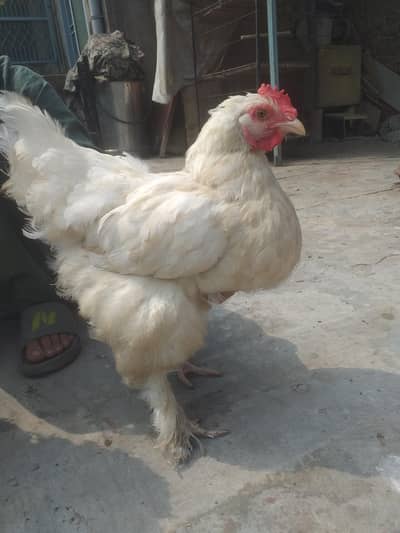 golden n white buff