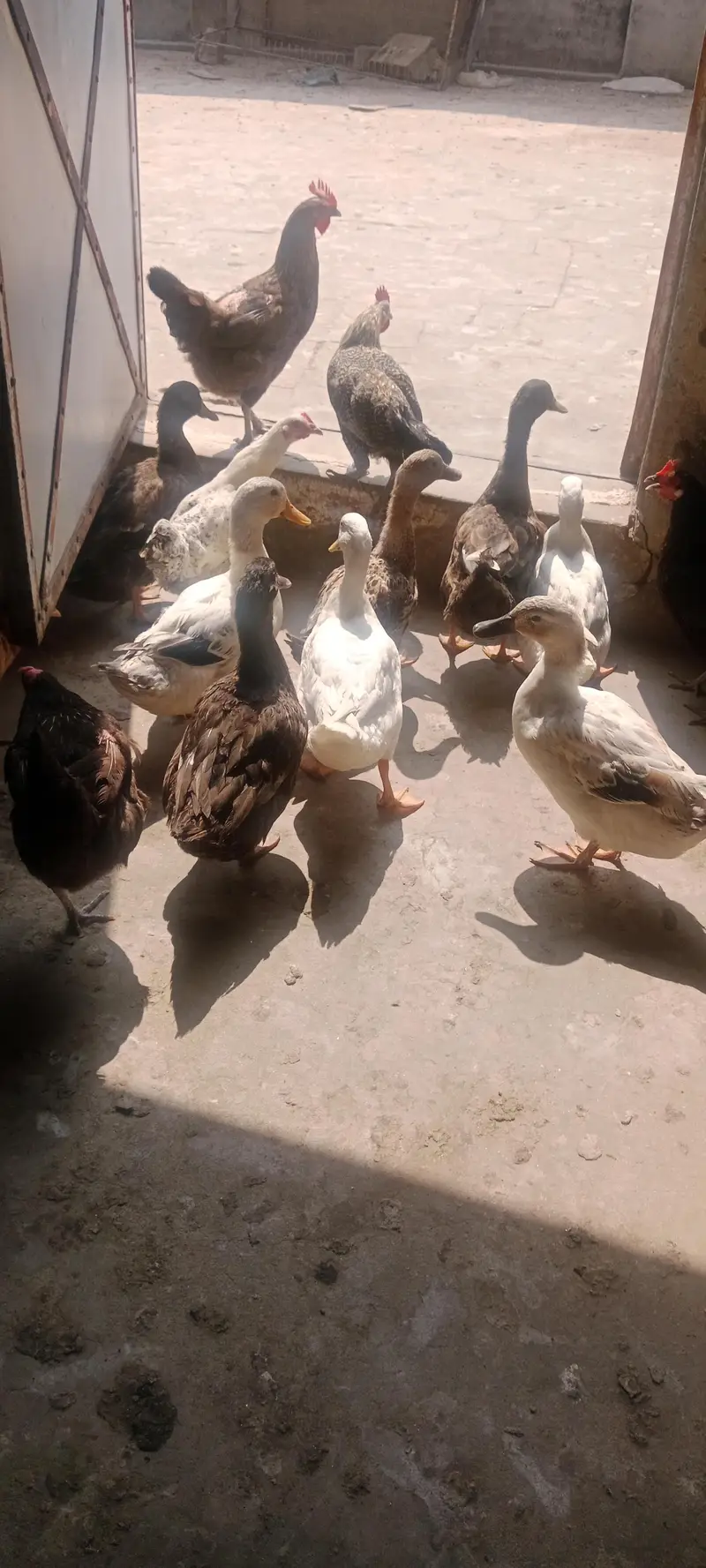 duck ready for eggs — photo 2