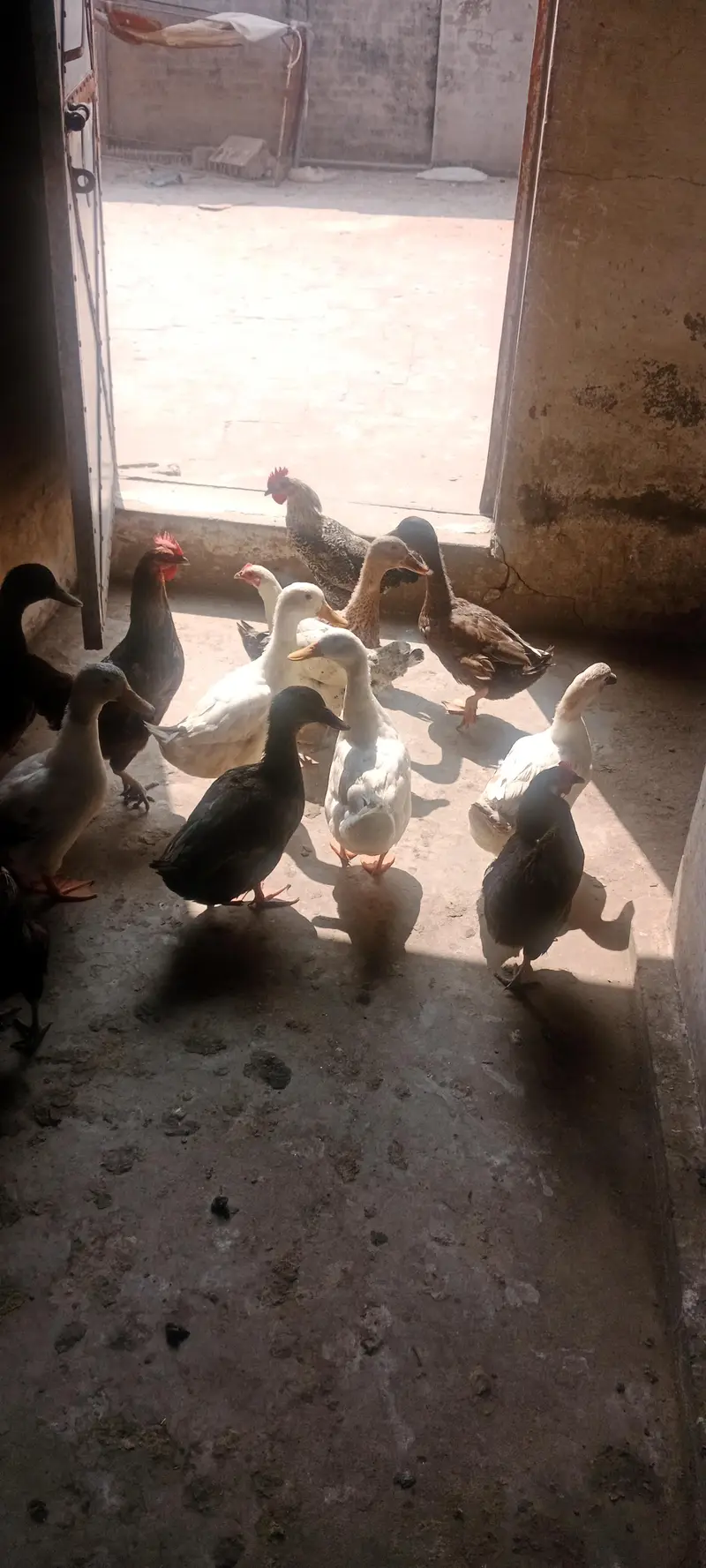 duck ready for eggs — photo 4