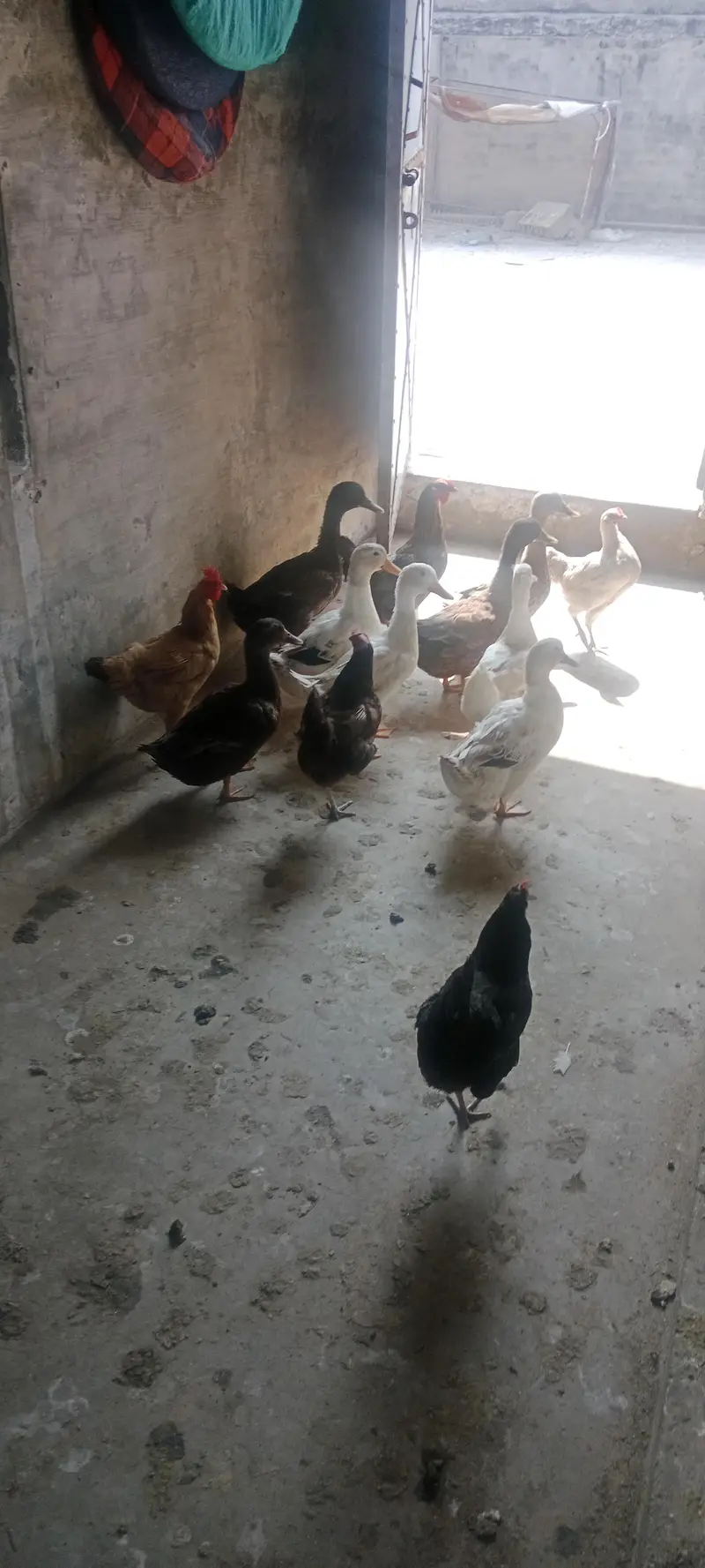 duck ready for eggs — photo 5
