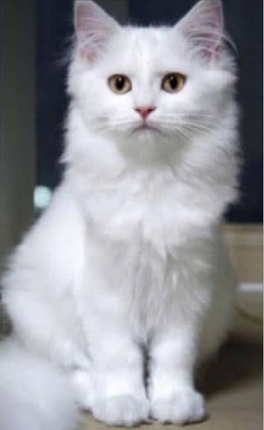 Premium Turkish Angora Kitten