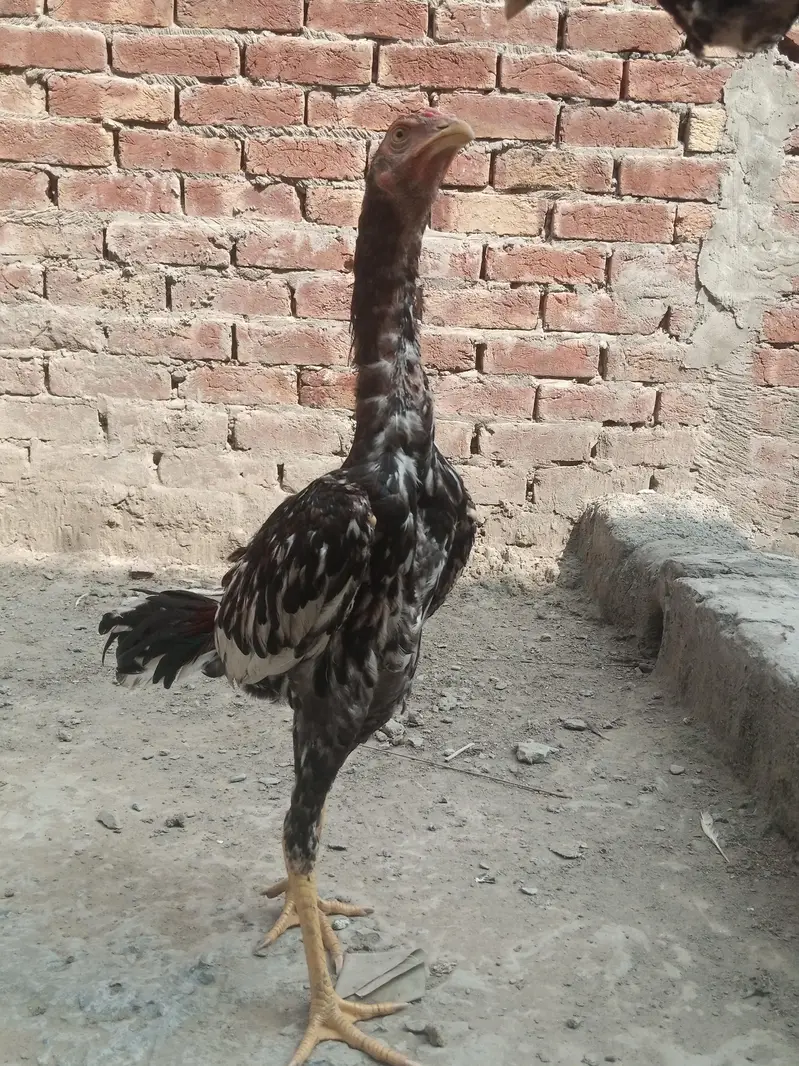 Healthy and full active hens — photo 2