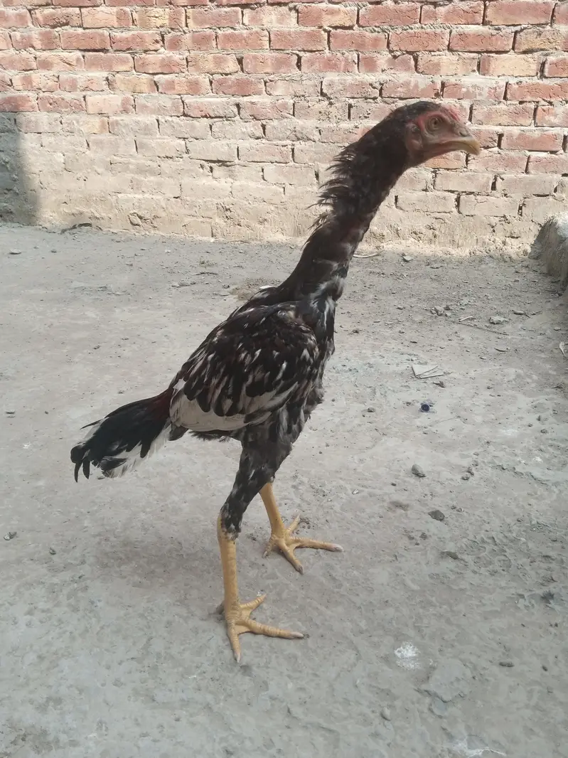 Healthy and full active hens — photo 3