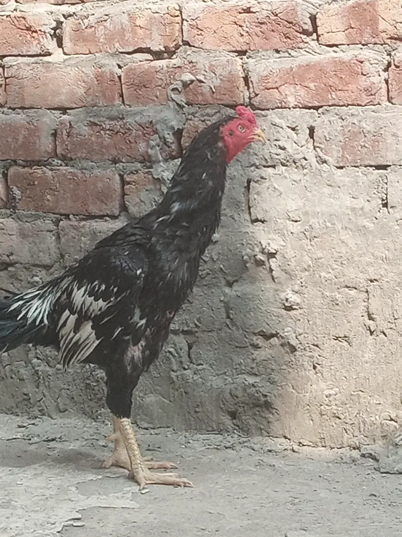 Healthy and full active hens — photo 6