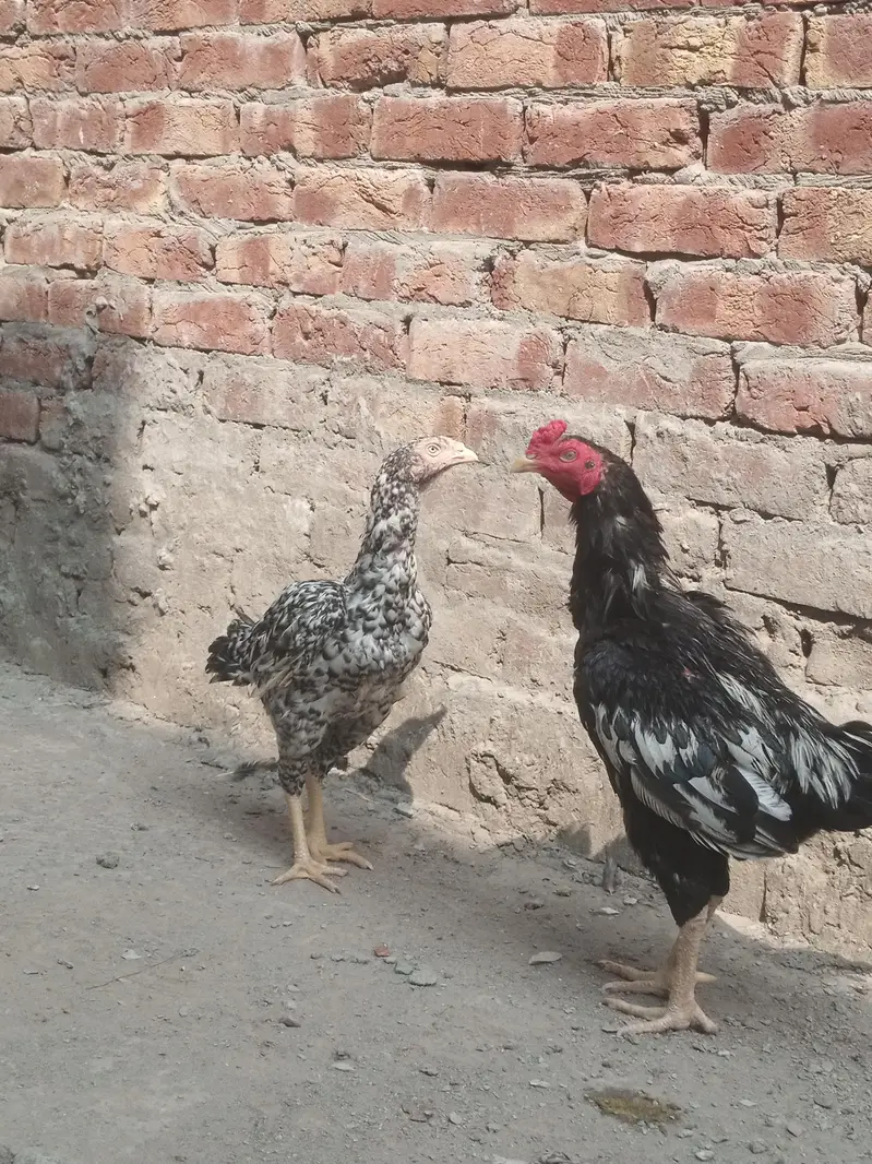 Healthy and full active hens — photo 7
