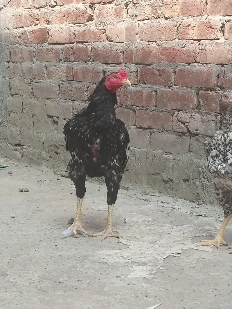Healthy and full active hens — photo 8