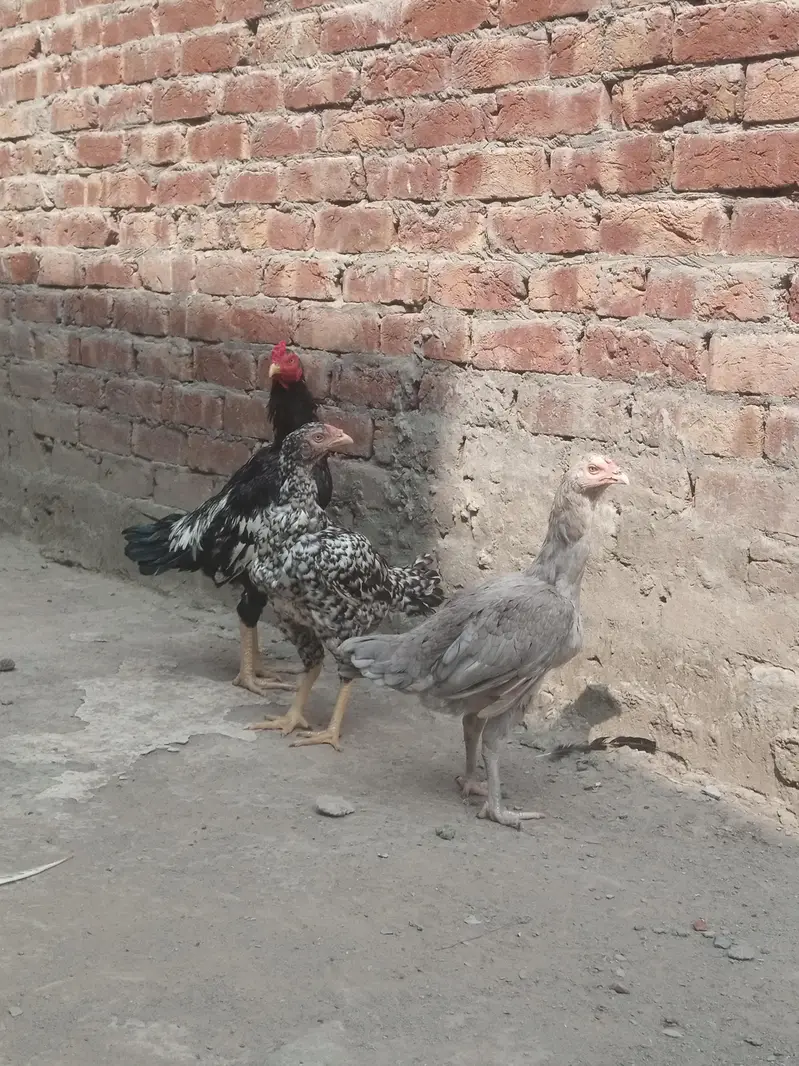 Healthy and full active hens — photo 9