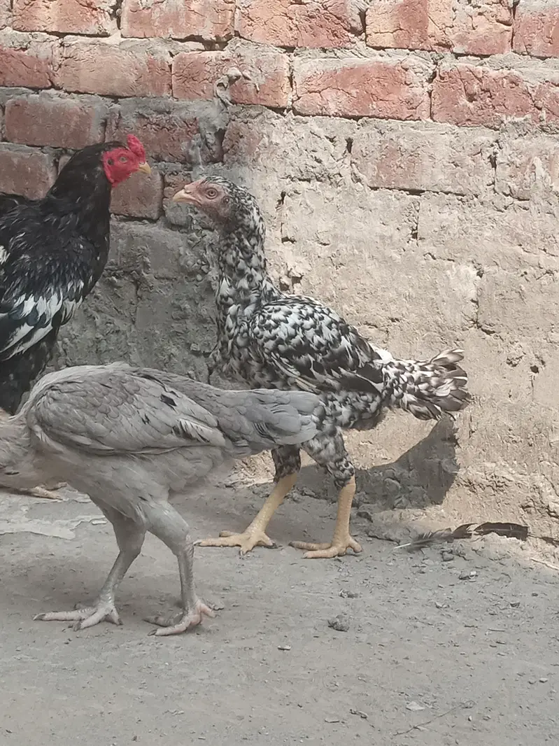 Healthy and full active hens — photo 11