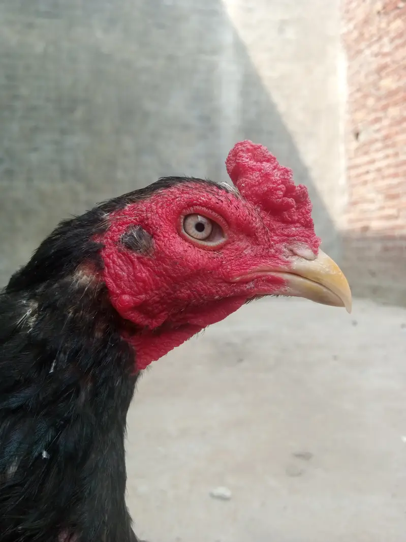 Healthy and full active hens — photo 12