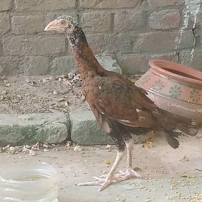 alhamdulillah home breed