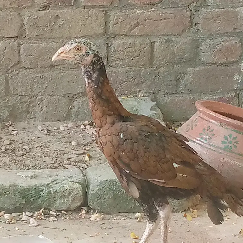 alhamdulillah home breed — photo 2
