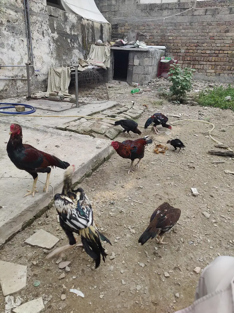 aseel murga or patha for sale — photo 3