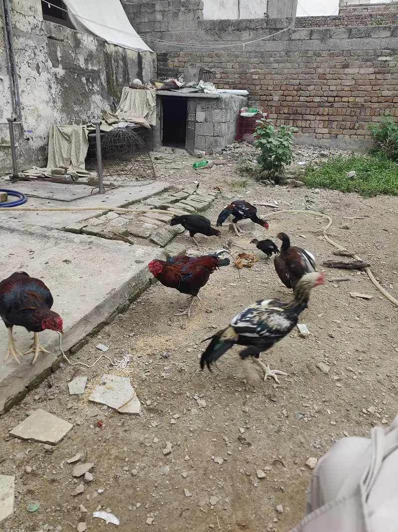 aseel murga or patha for sale — photo 4