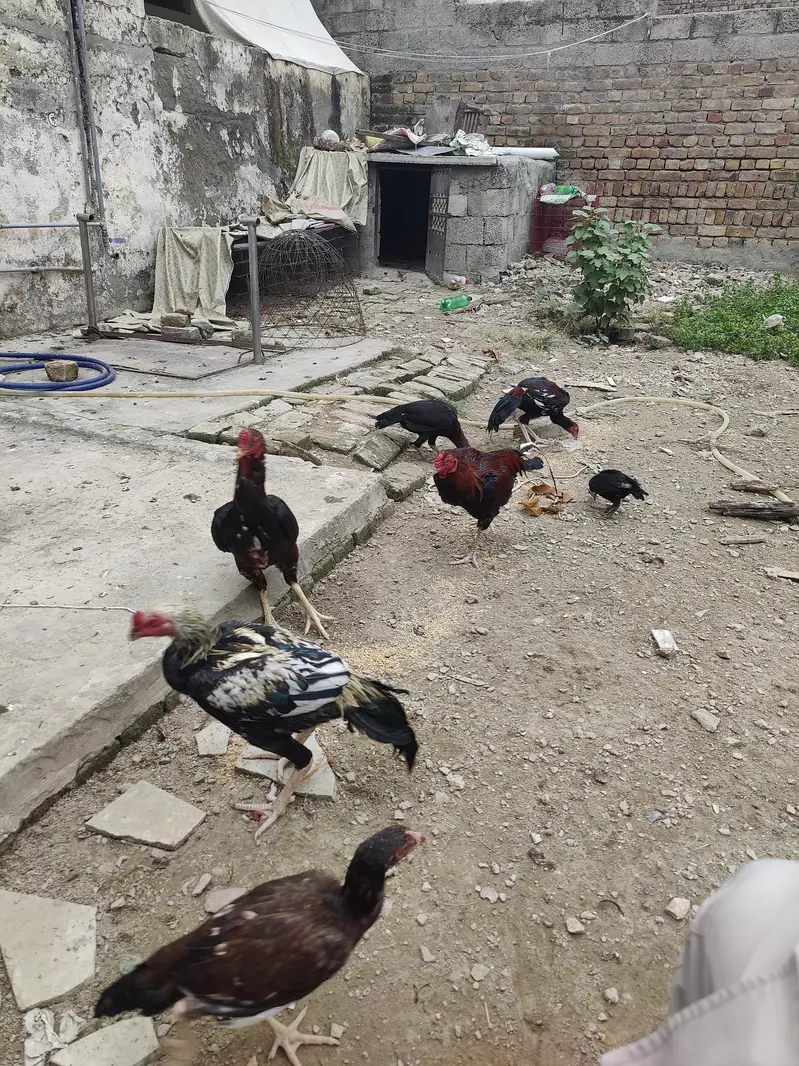 aseel murga or patha for sale — photo 5