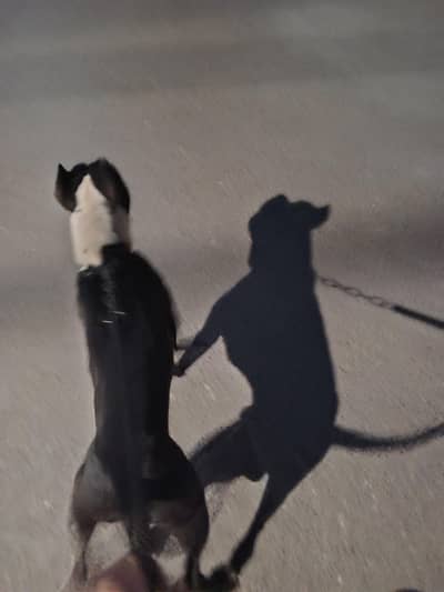 pitbull terrier