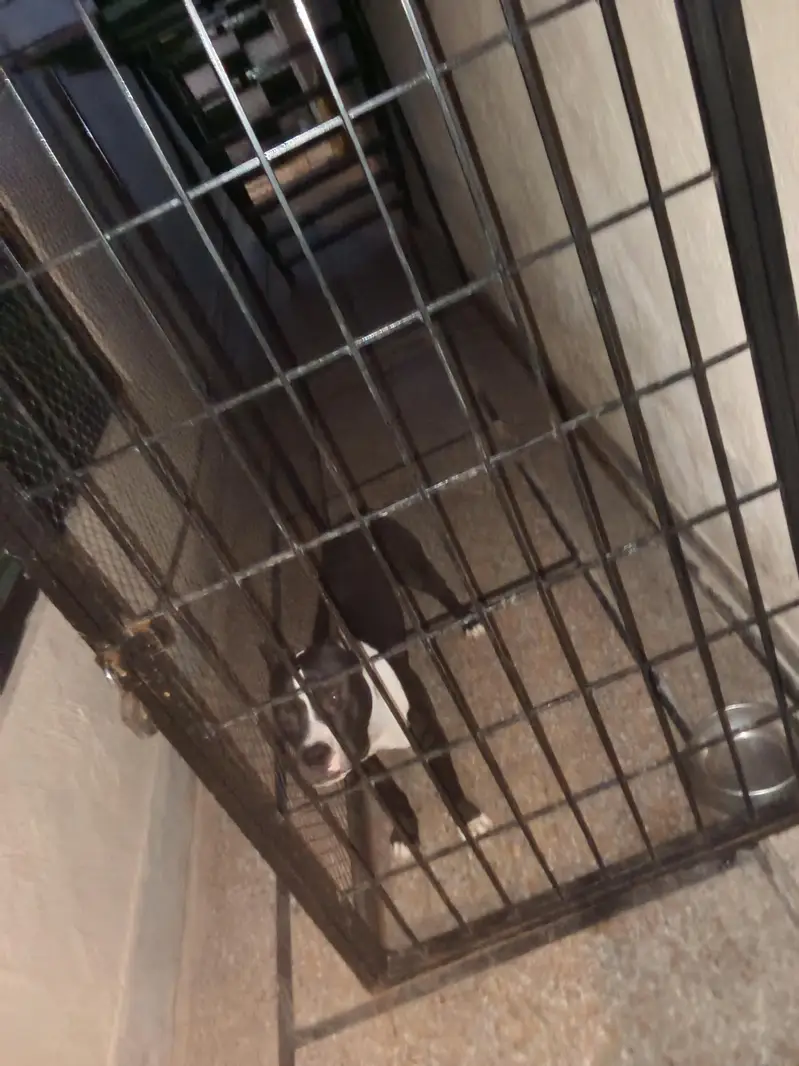 pitbull terrier — photo 2