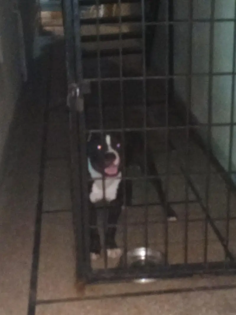 pitbull terrier — photo 3