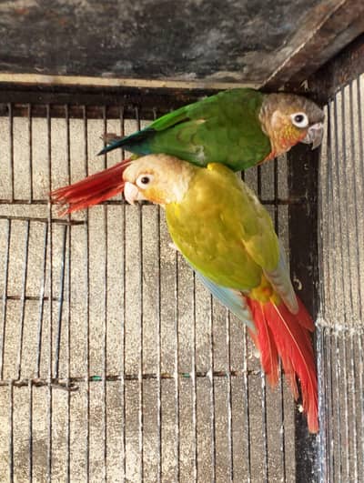 green chick cunore male and pineapple conure female