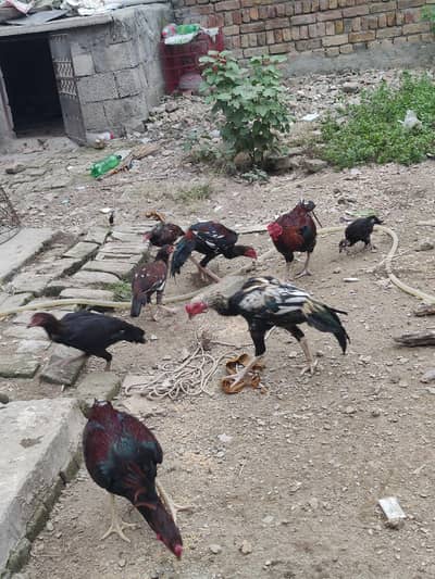 aseel murga or patha for sale