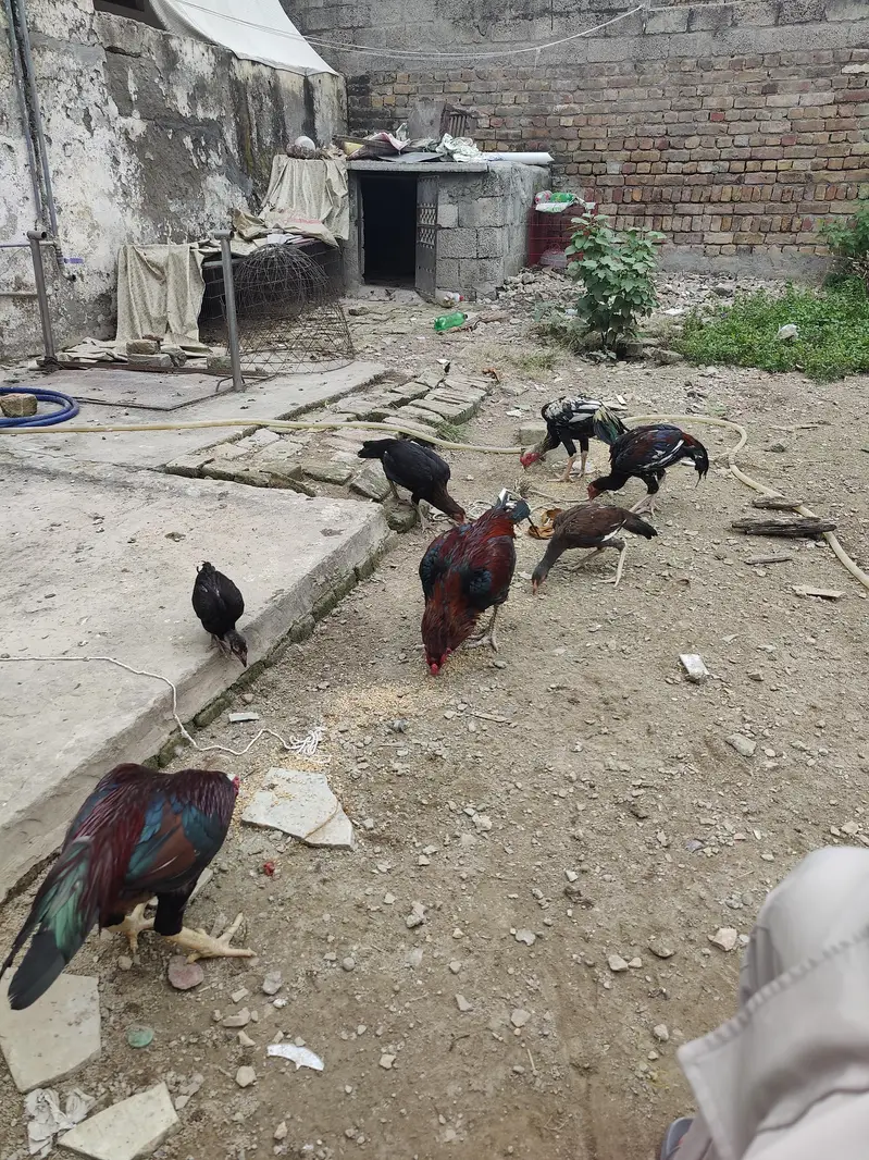 aseel murga or patha for sale — photo 3