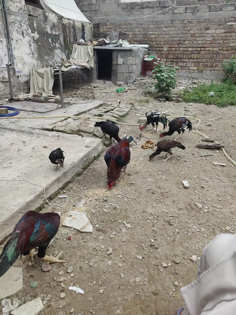 aseel murga or patha for sale — photo 4