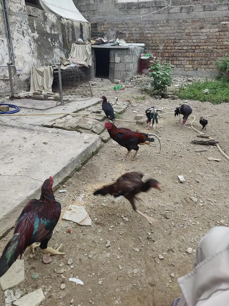 aseel murga or patha for sale — photo 5