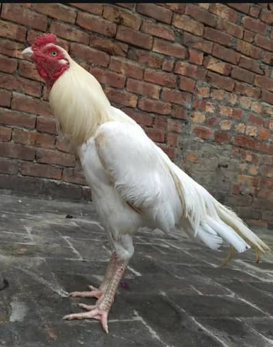 Aseel Heera paper white is for sale 03164184511