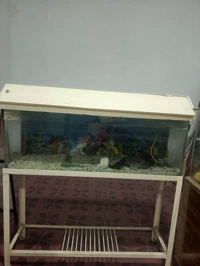 Fish Aquarium for Sale
