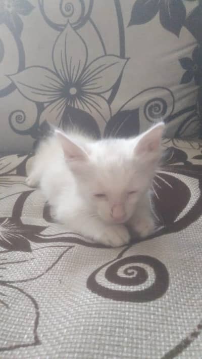 "Curious & Friendly 2-Month-Old Kitten Looking for a Loving Home"