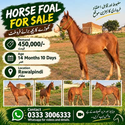 14 Months Horse for Sale – Healthy & Active Horse