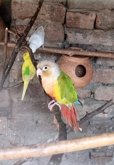 pineapple conure