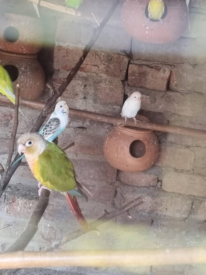 pineapple conure 1