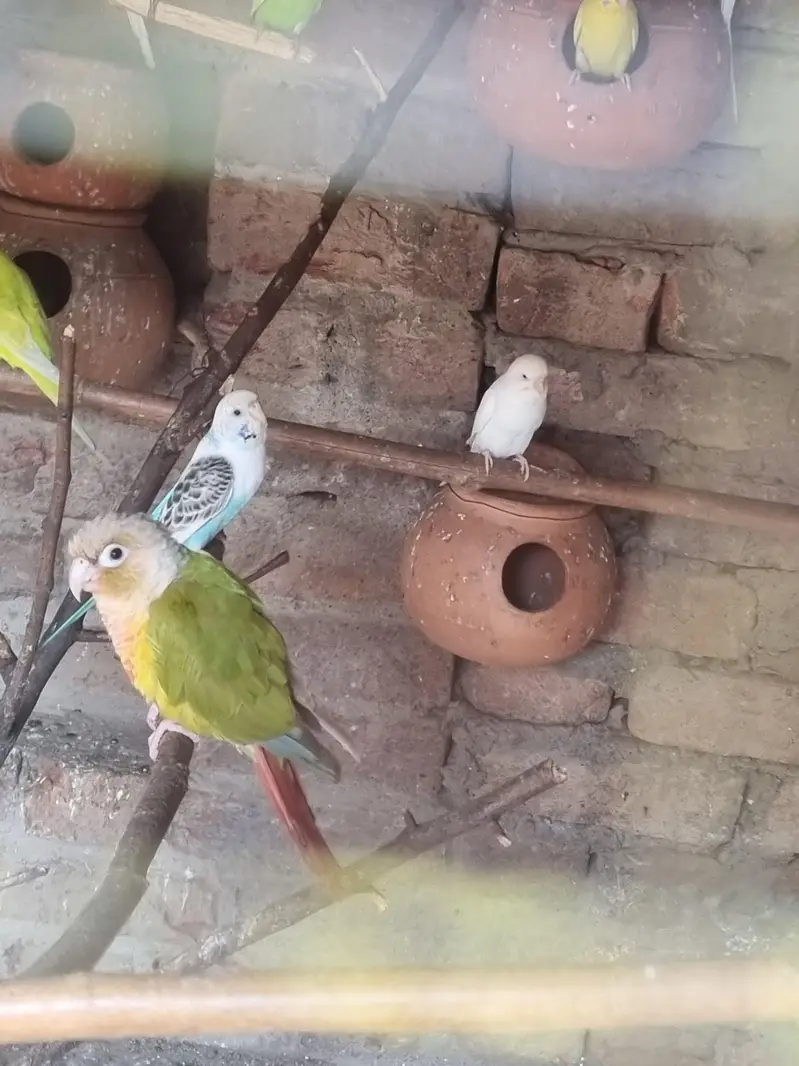 pineapple conure  watsap 03267150900 — photo 2