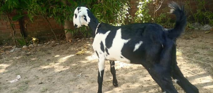 3 pure beetal desi path urgent for sale