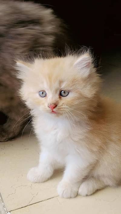 triple coated kitten in fon color