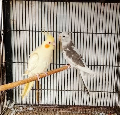 breeder pair for sale 03264603174
