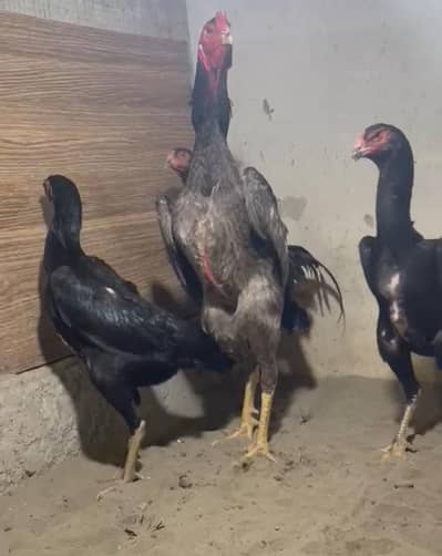 BLACK SHAMO CHICK